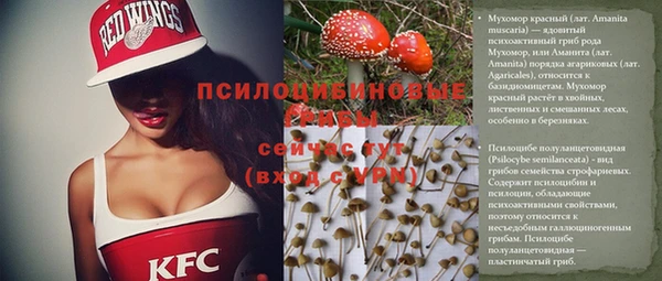 прущие грибы Алзамай